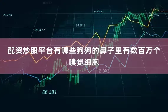 配资炒股平台有哪些狗狗的鼻子里有数百万个嗅觉细胞